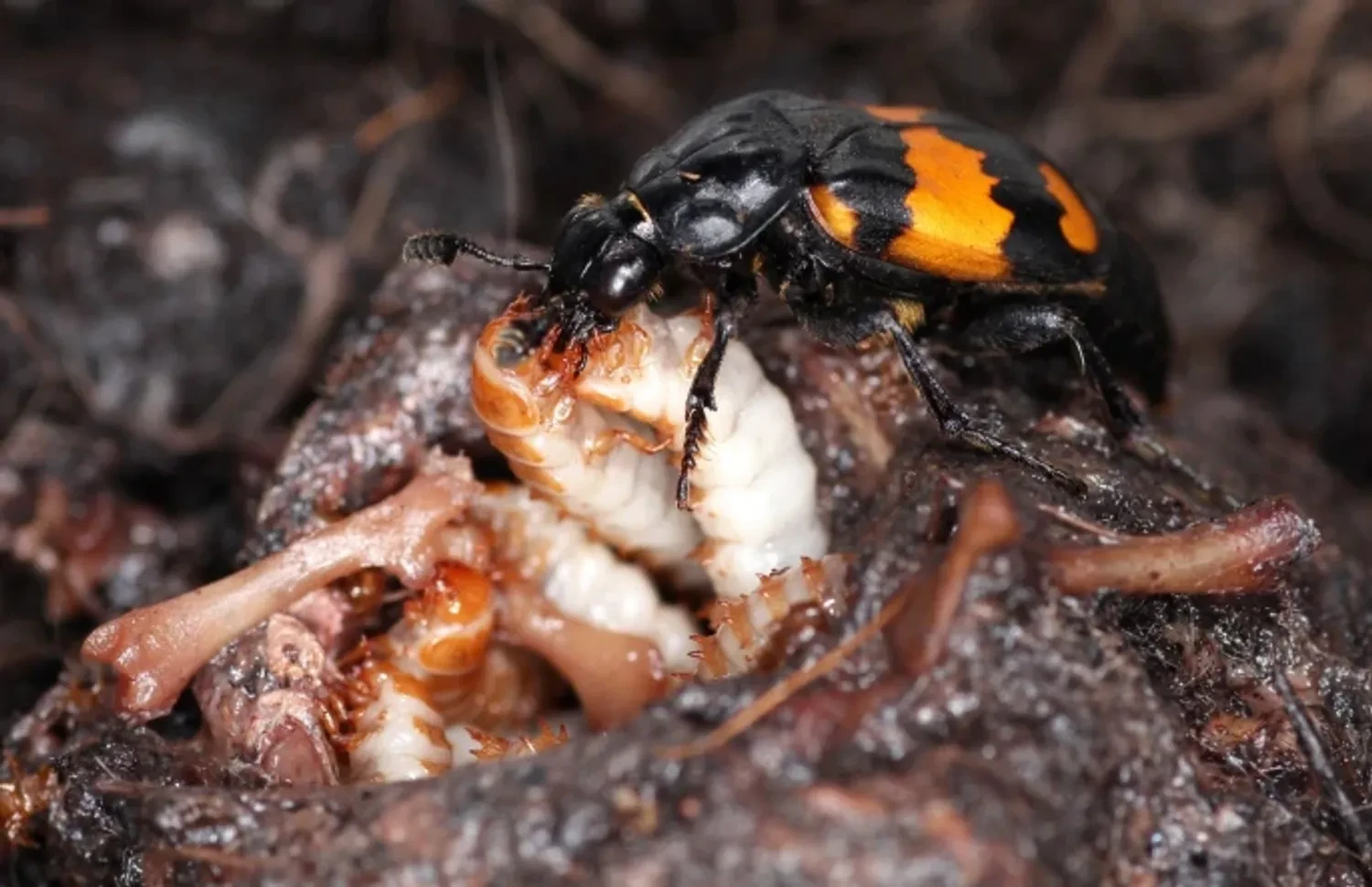 Attentive parenting in burying beetles. Attribution: Nick Royle