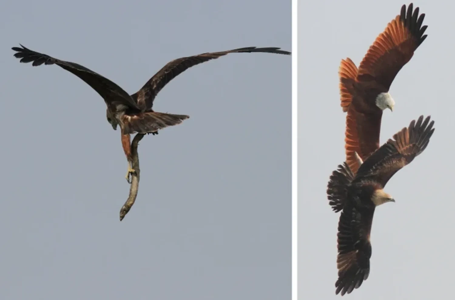 Saving my catch in flight. Attribution: Delip K. Das