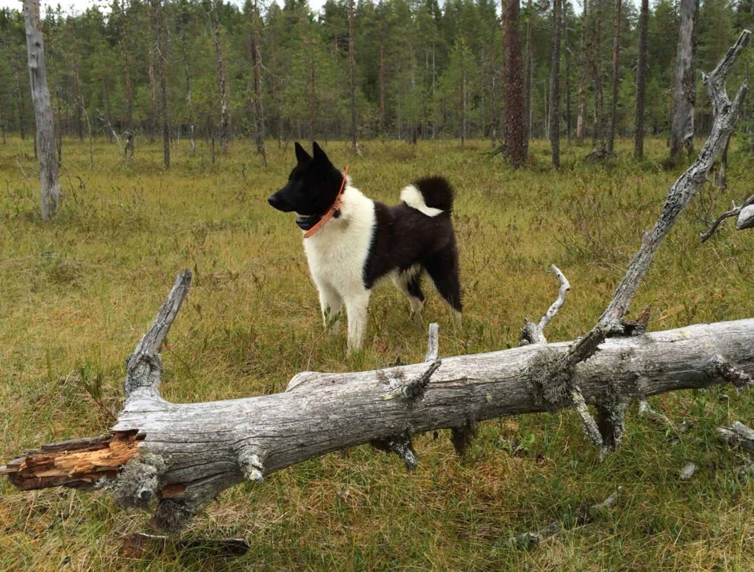 Різноманіття собак з&apos;явилося за тисячі років до сучасної селекції - дослідження