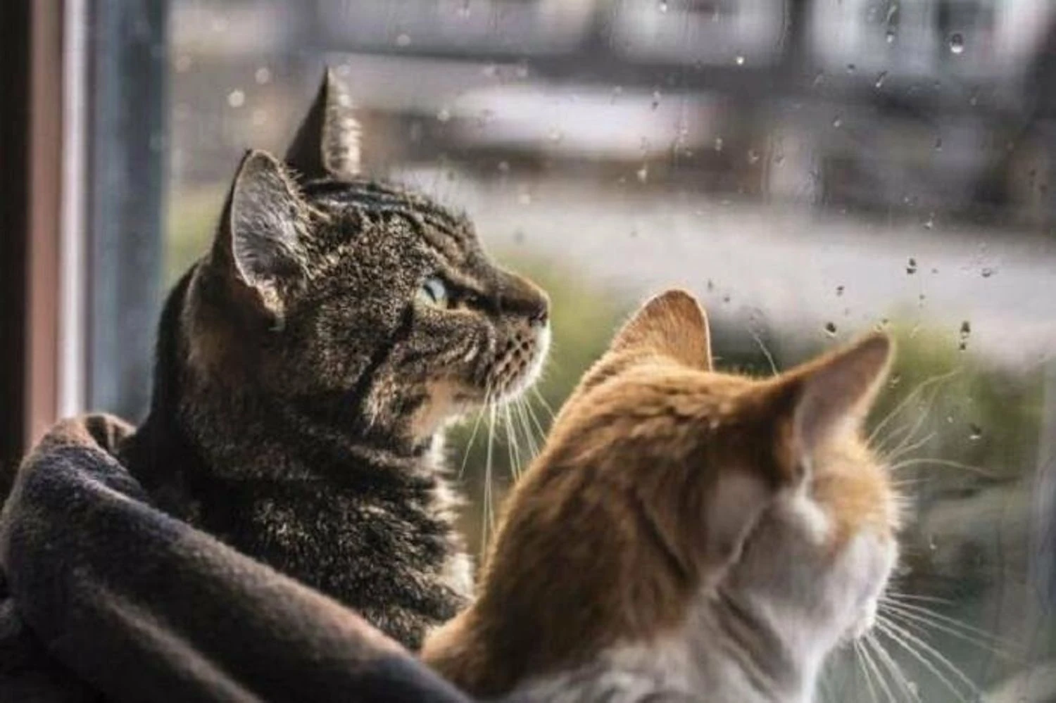 Україну накриє хмарна погода з дощами та туманами: детальний прогноз на 15 листопада