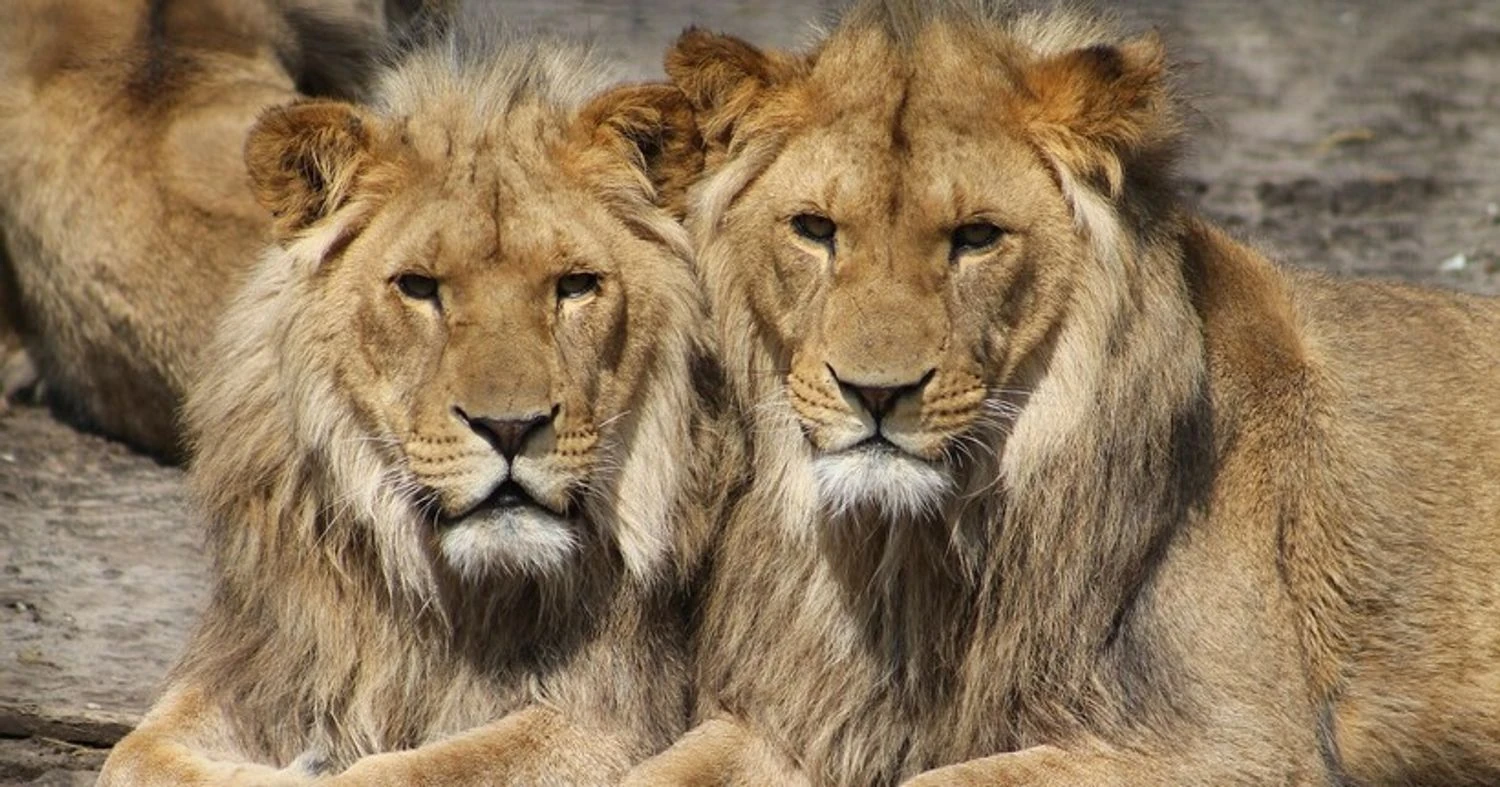 У Хмельницькому два леви втекли з реабілітаційного центру