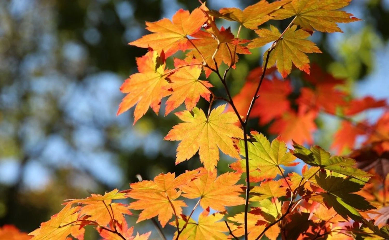 Холодна погода переважатиме: 18 жовтня в Україні можливі дощі та сніг