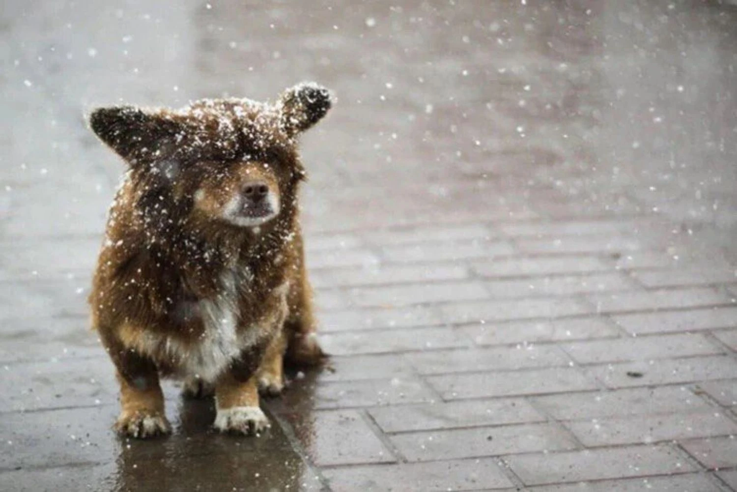 Ukraine to be hit by cold snap on November 19: where to expect wet snow