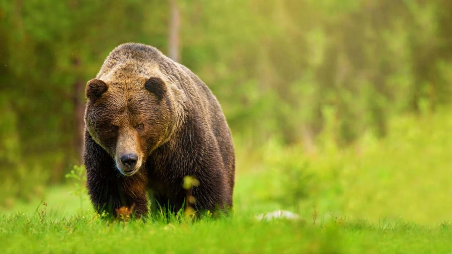 In Canada, a bear attacked schoolchildren and teachers during a walk, injuring 11 people