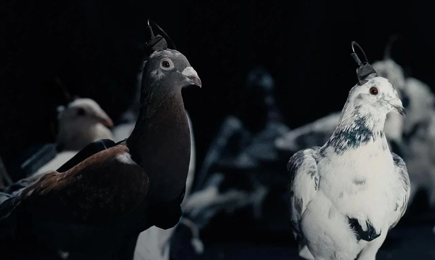 Russia is creating bio-drone pigeons with neurointerfaces for remote flight control