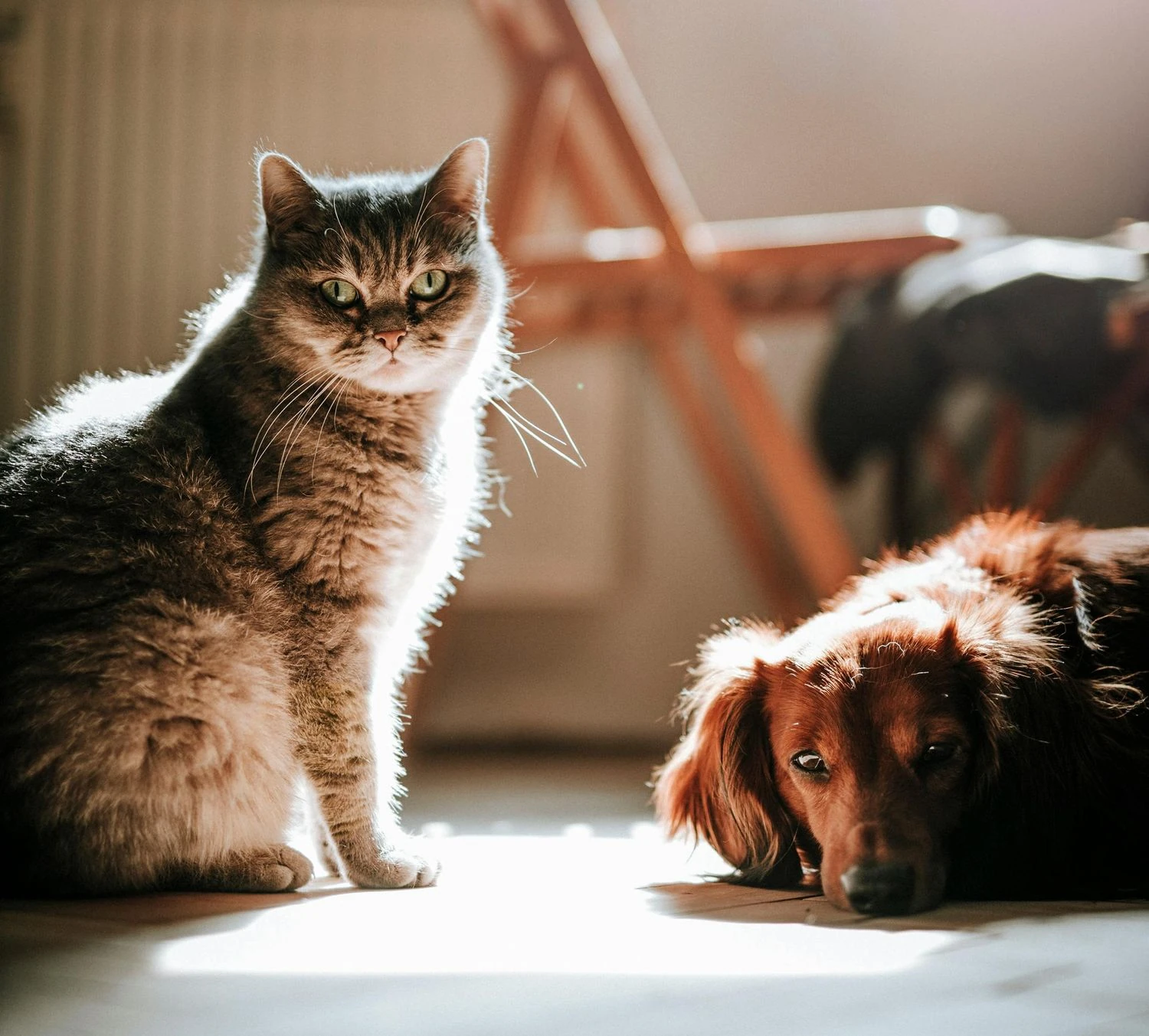 EU agrees on minimum welfare and traceability standards for cats and dogs