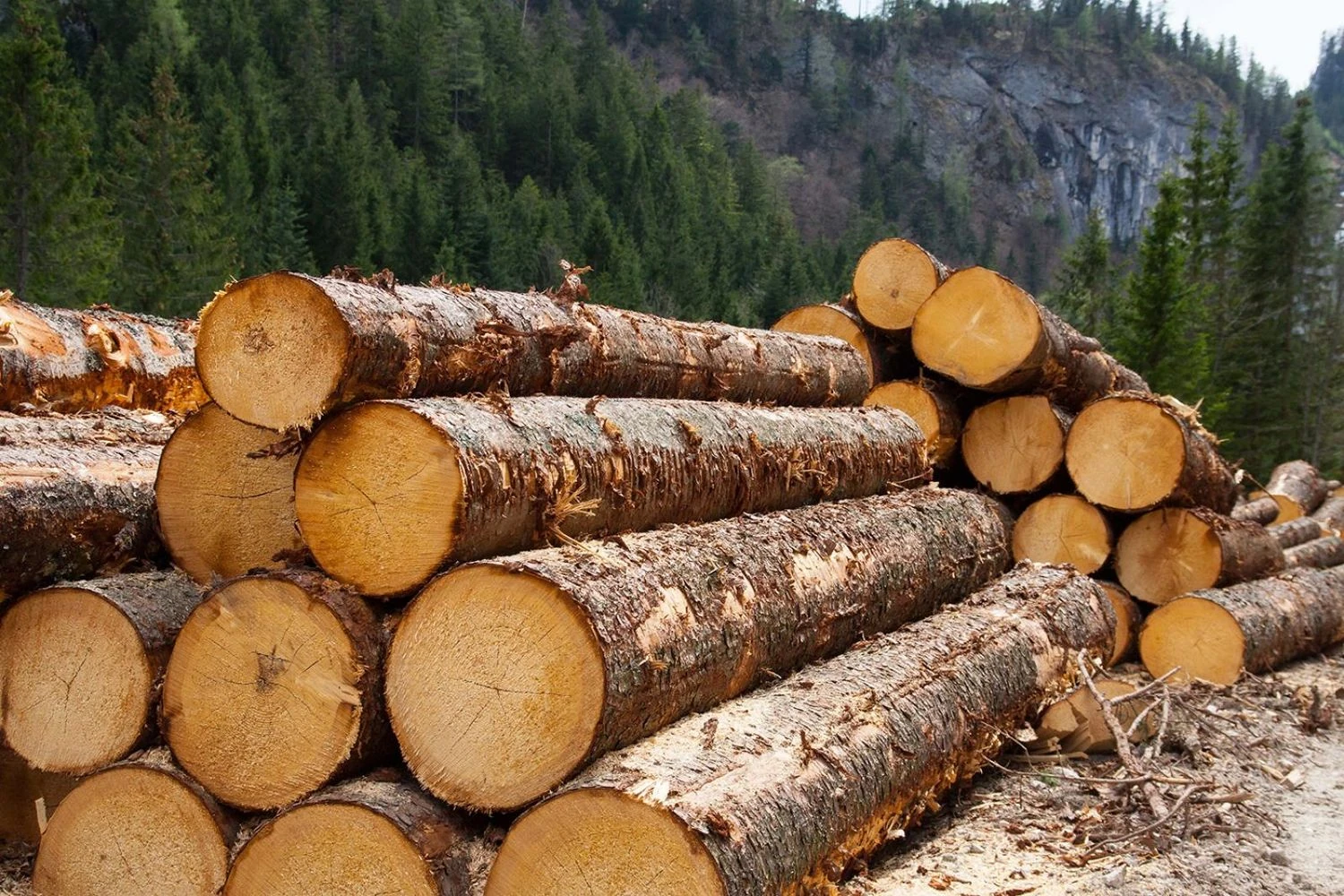 Ukraine launches e-exporter's office for transparency in the timber market
