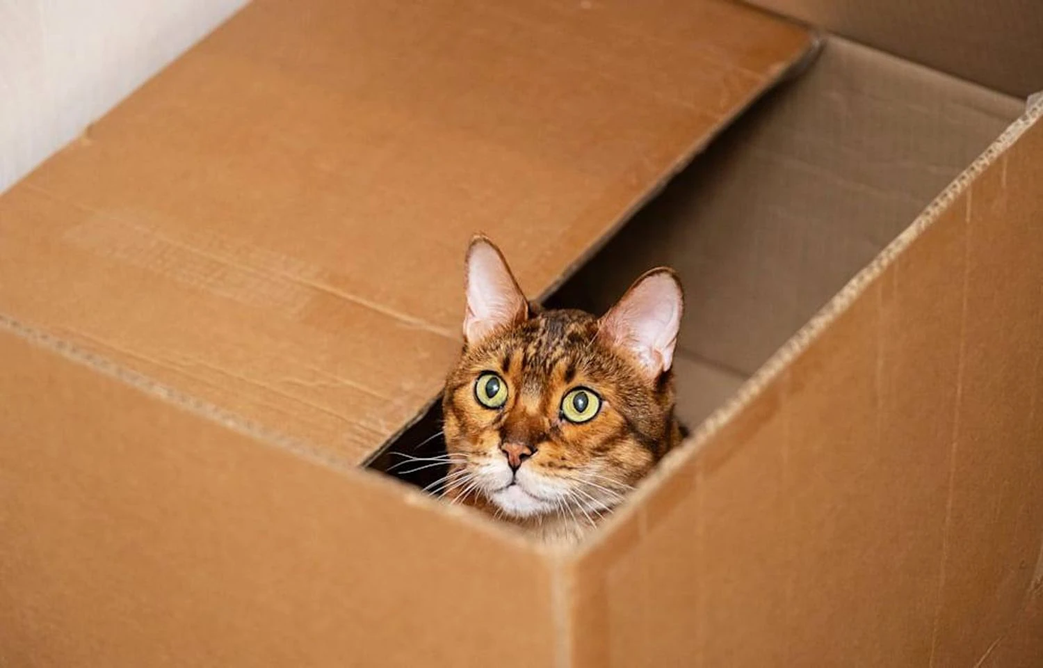 У Німеччині жінка випадково відправила кішку поштою