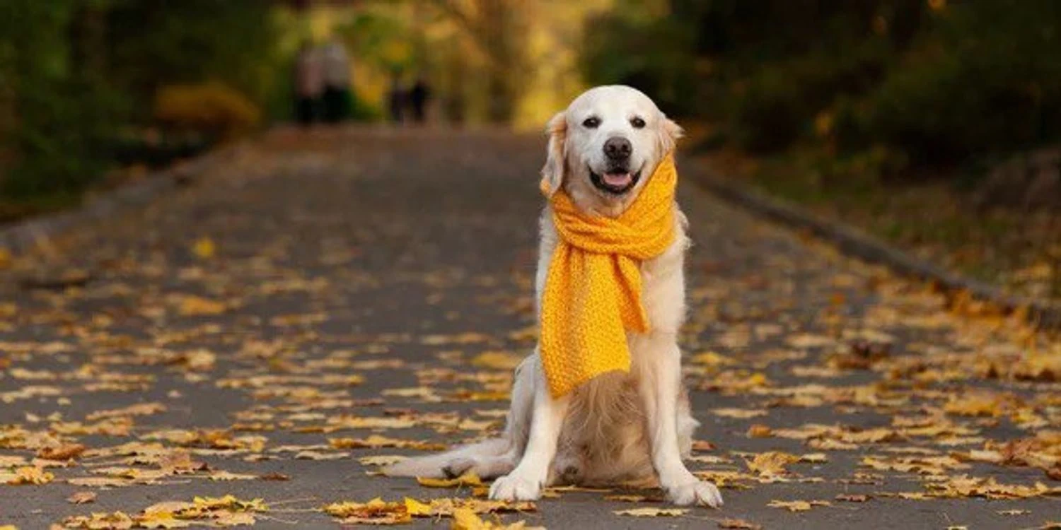 Cloudy with clearings in Ukraine: weather forecast for November 29