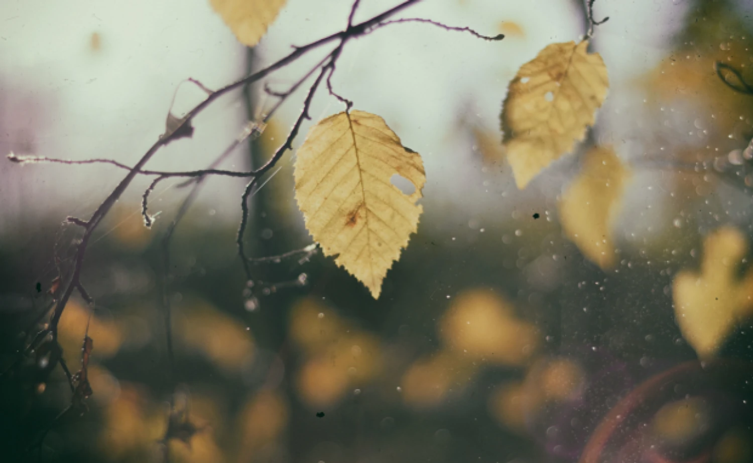 Wet cloudy weather and moderate temperatures: forecasters give prediction for December 2