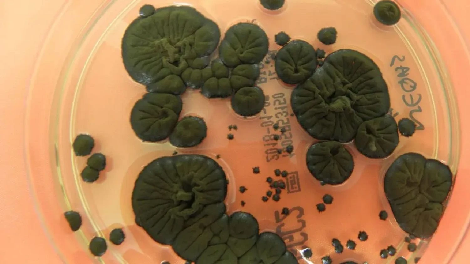 &quot;Чорний грибок&quot; із Чорнобиля може захистити астронавтів від радіації - вчені