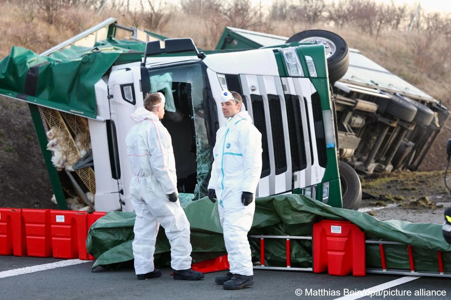 Thousands of chickens escaped after a truck accident in Quedlinburg, Germany