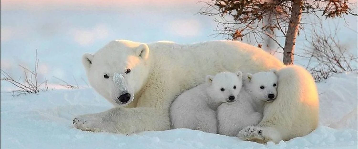 Polar bears can adapt to survival in a warmer climate – study