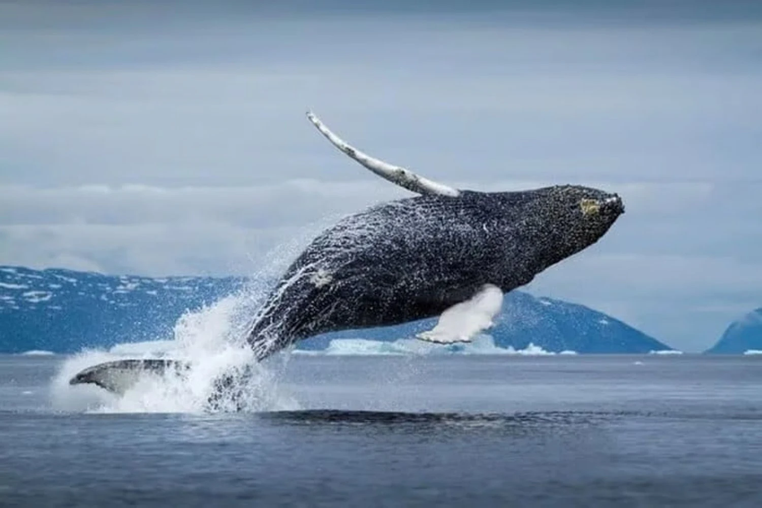 New method for whale health control: deadly virus in the Arctic detected using drones