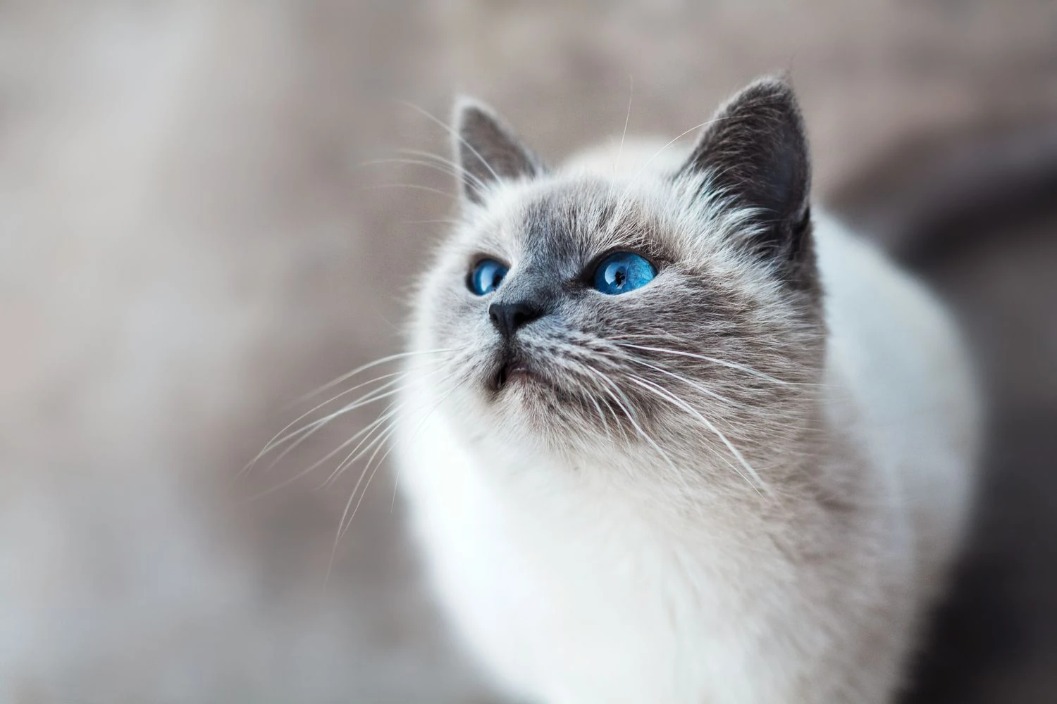 Veterinarians' research: do cats forget their owners and how does their memory work?