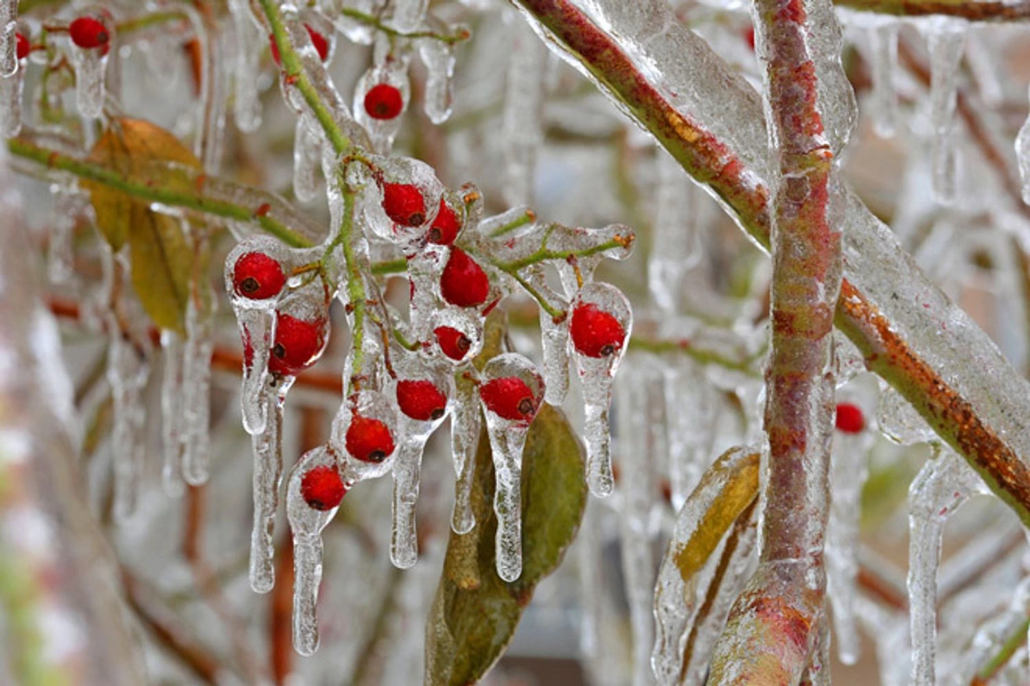 Forecasters give three-day weather forecast: will frosts in Ukraine subside?