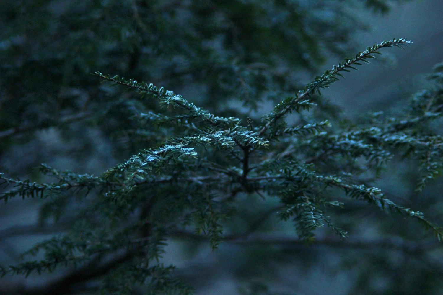 Ukraine to experience frosts, locally down to -24 degrees - meteorologist