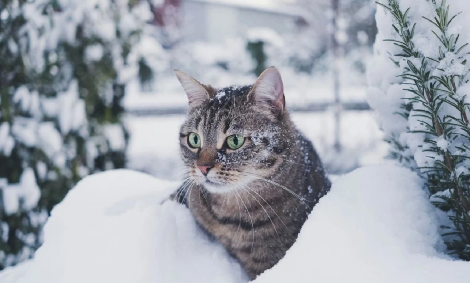 It will snow again in Ukraine: what will the weather be like on January 15