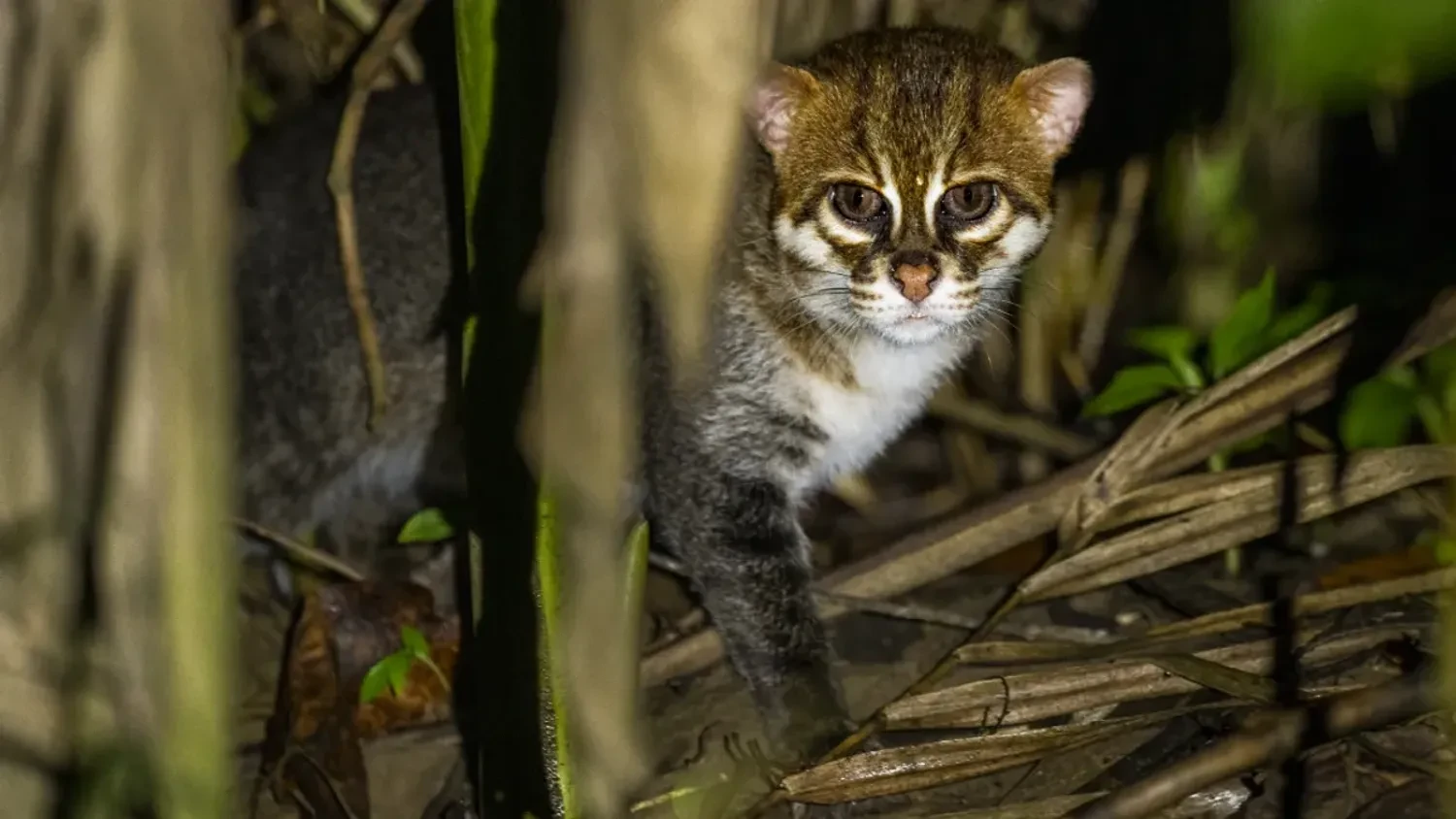 In Thailand, a population of the rare flat-headed cat, previously thought to be extinct, has been discovered for the first time in 30 years