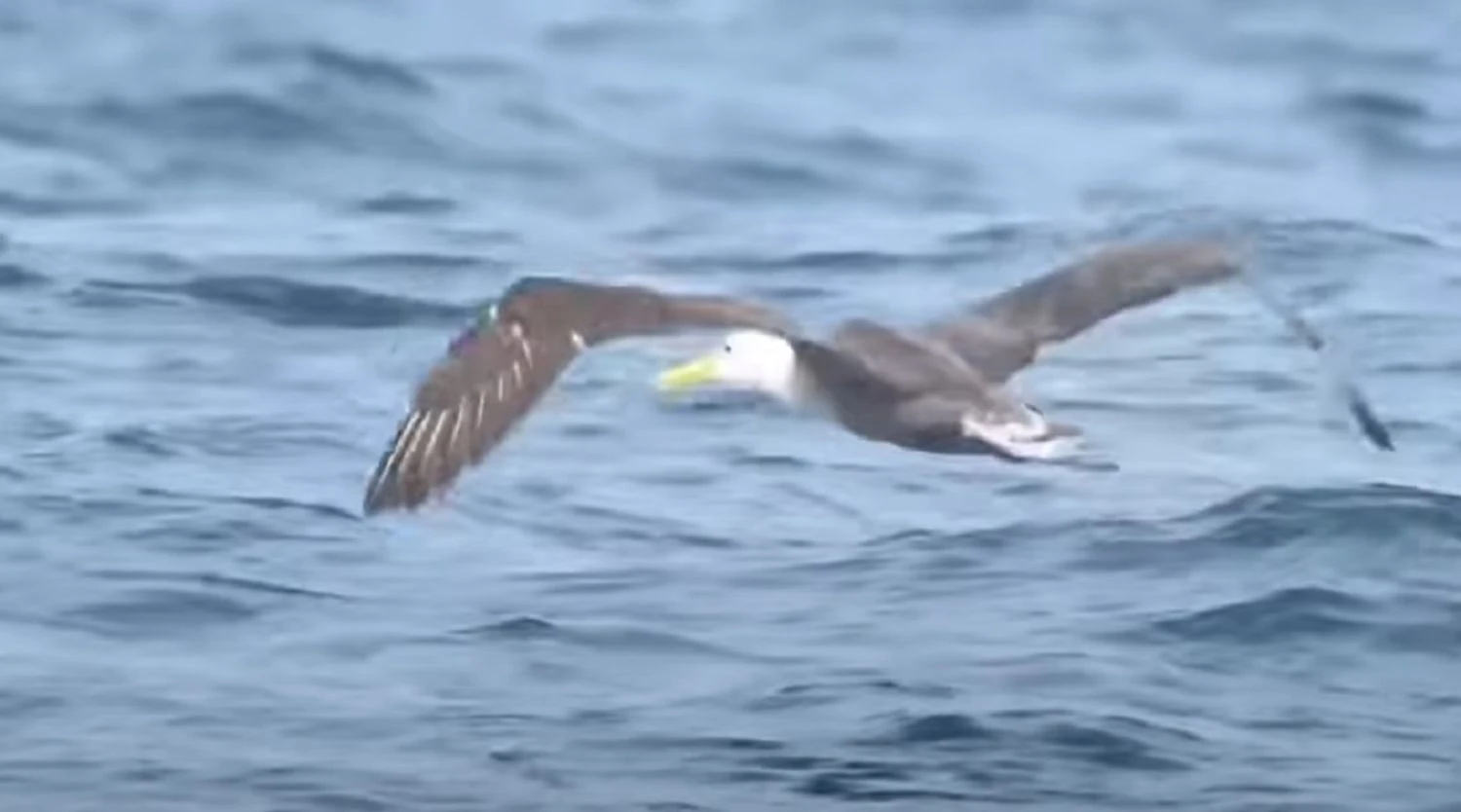Traveled almost 5,000 kilometers: rare Waved Albatross from Galapagos spotted off the coast of California
