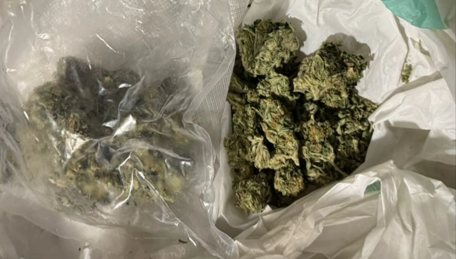 Produced over 50 kg of cannabis worth UAH 5 million: law enforcement officers detained members of a drug group