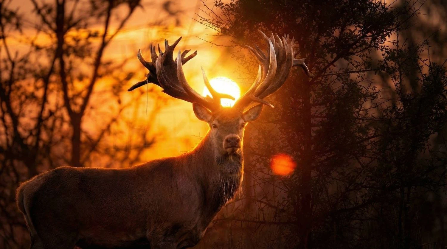In Kyiv region, a poacher shot a noble deer from the Book of Records of Ukraine