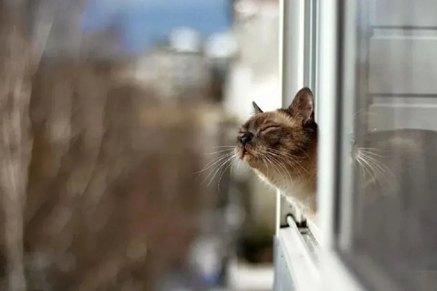 It will get warmer in Ukraine: weather forecast for February 12