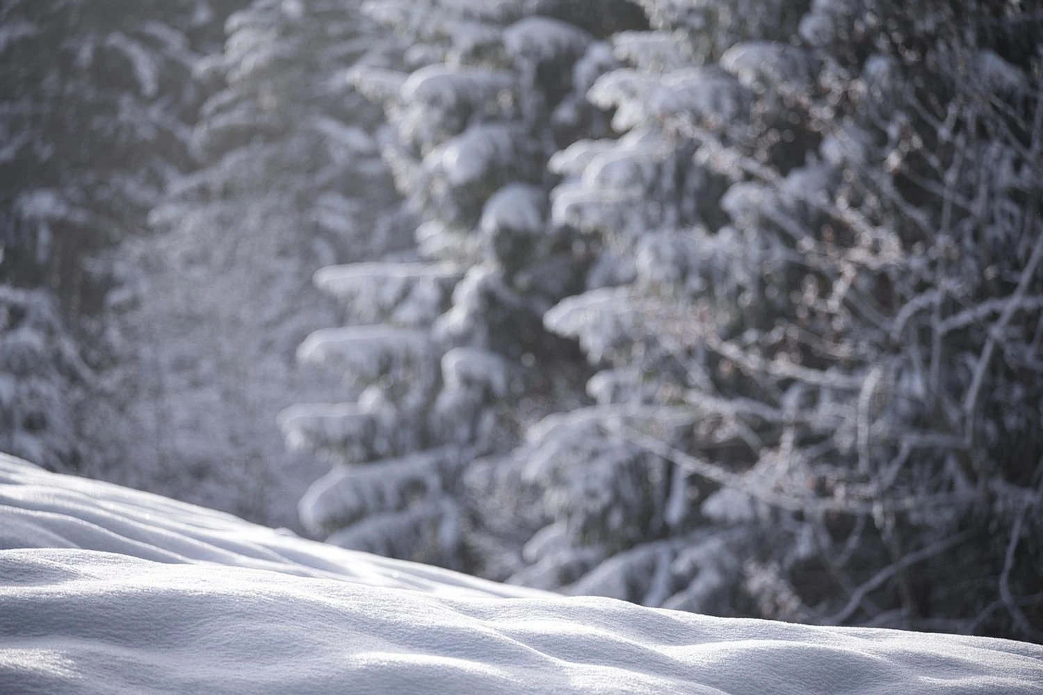 Significant snow, wet snow, and ice expected in Ukraine - forecast for February 15-16