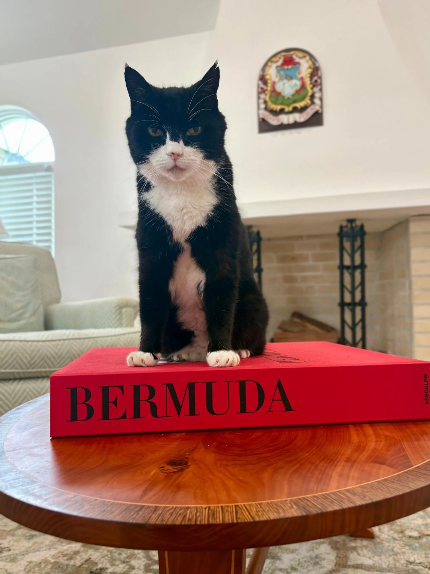 Cat Palmerston, former chief mouser of the British Foreign Office, has died in Bermuda