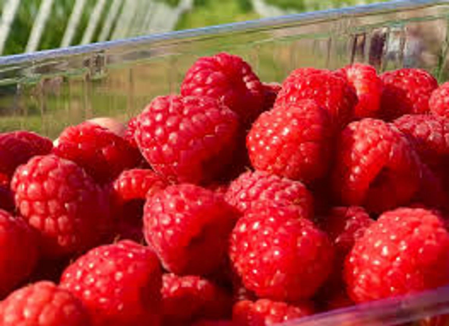 Ukraine significantly reduced raspberry production and export volumes in 2025