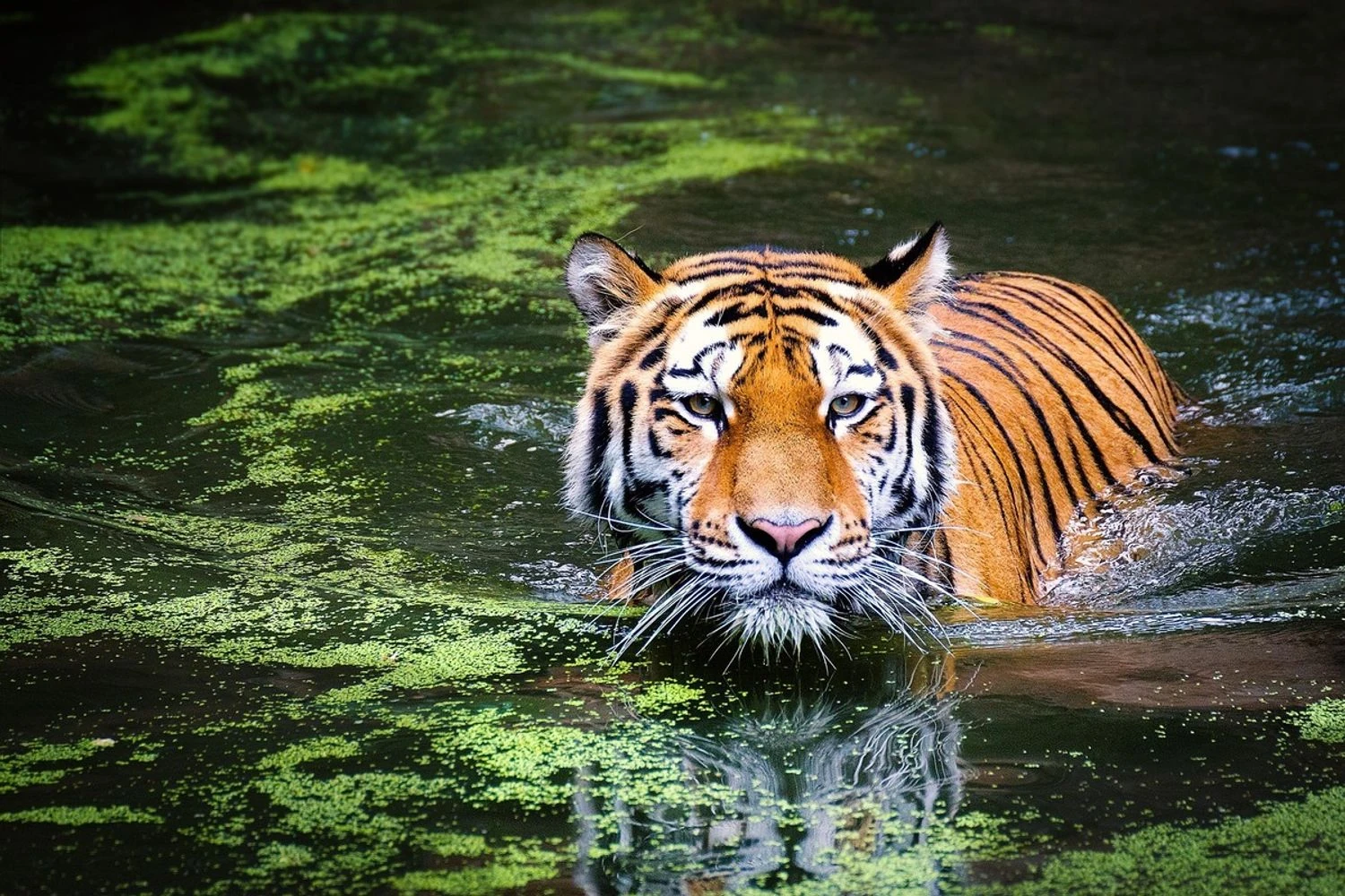 Deadly virus kills dozens of tigers in Thailand