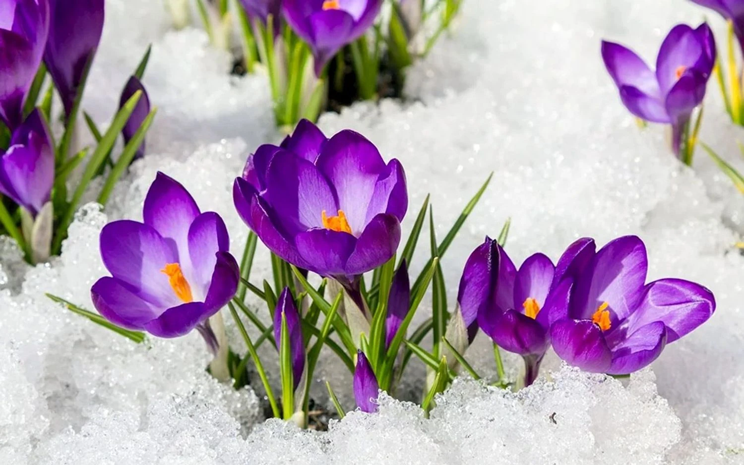 The first day of spring in Ukraine will be cloudy but warm, up to +13°