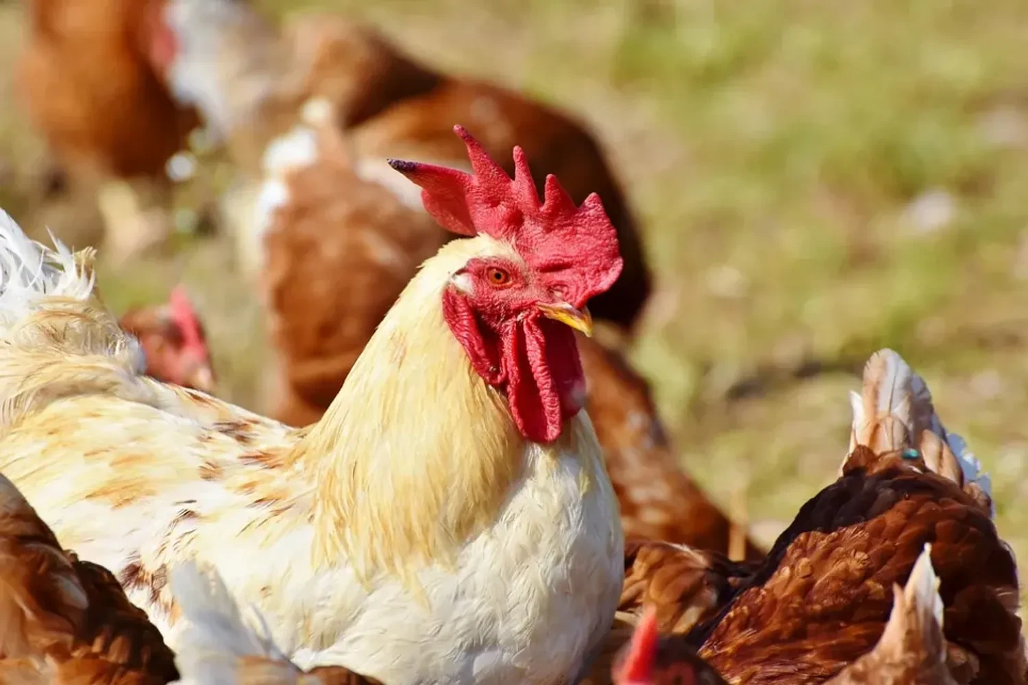 Ukraine to introduce import licensing for Moldovan goods in response to poultry export restrictions
