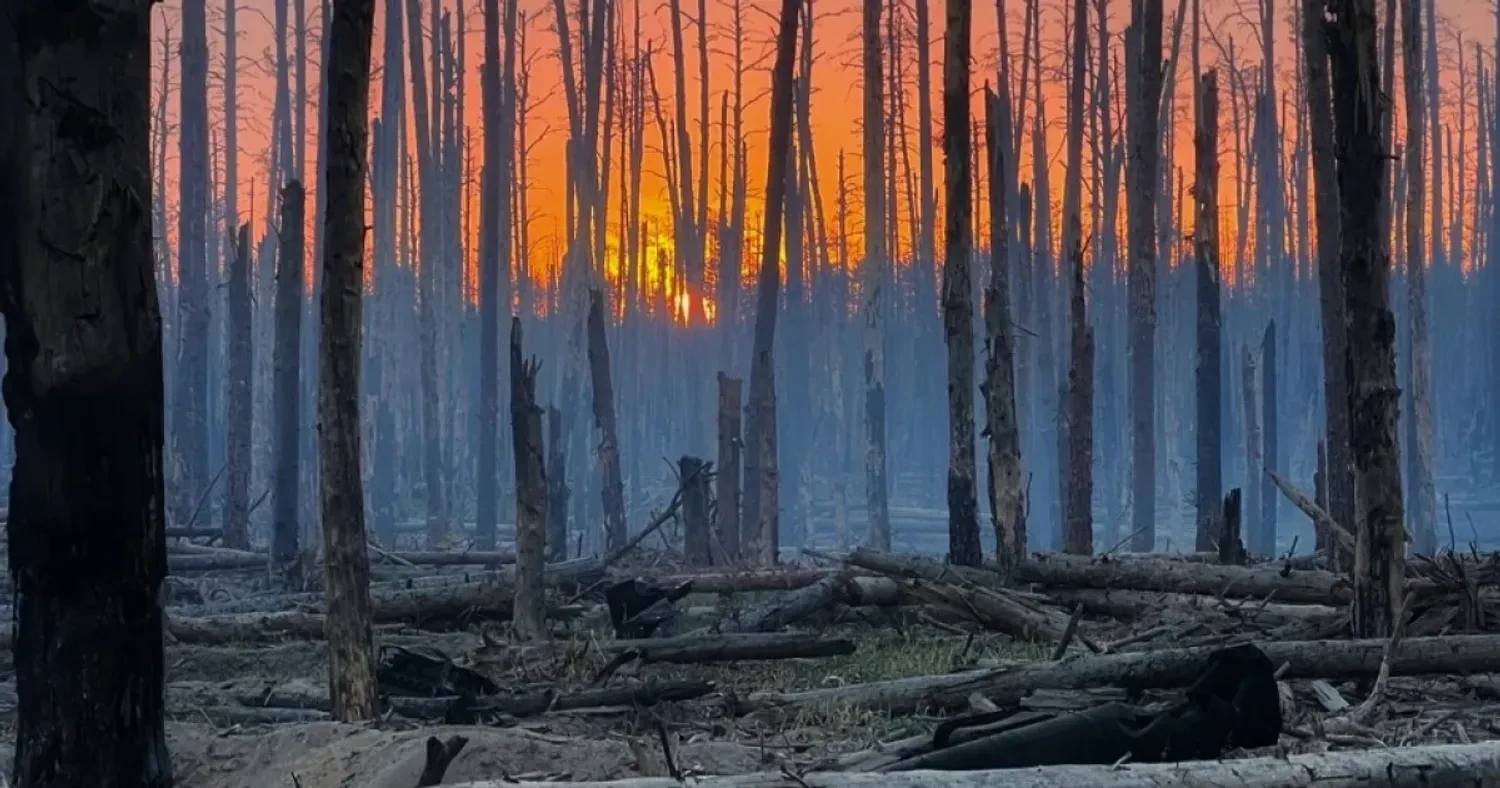 Environment and War: What is happening to Ukrainian forests, steppes, and nature reserves
