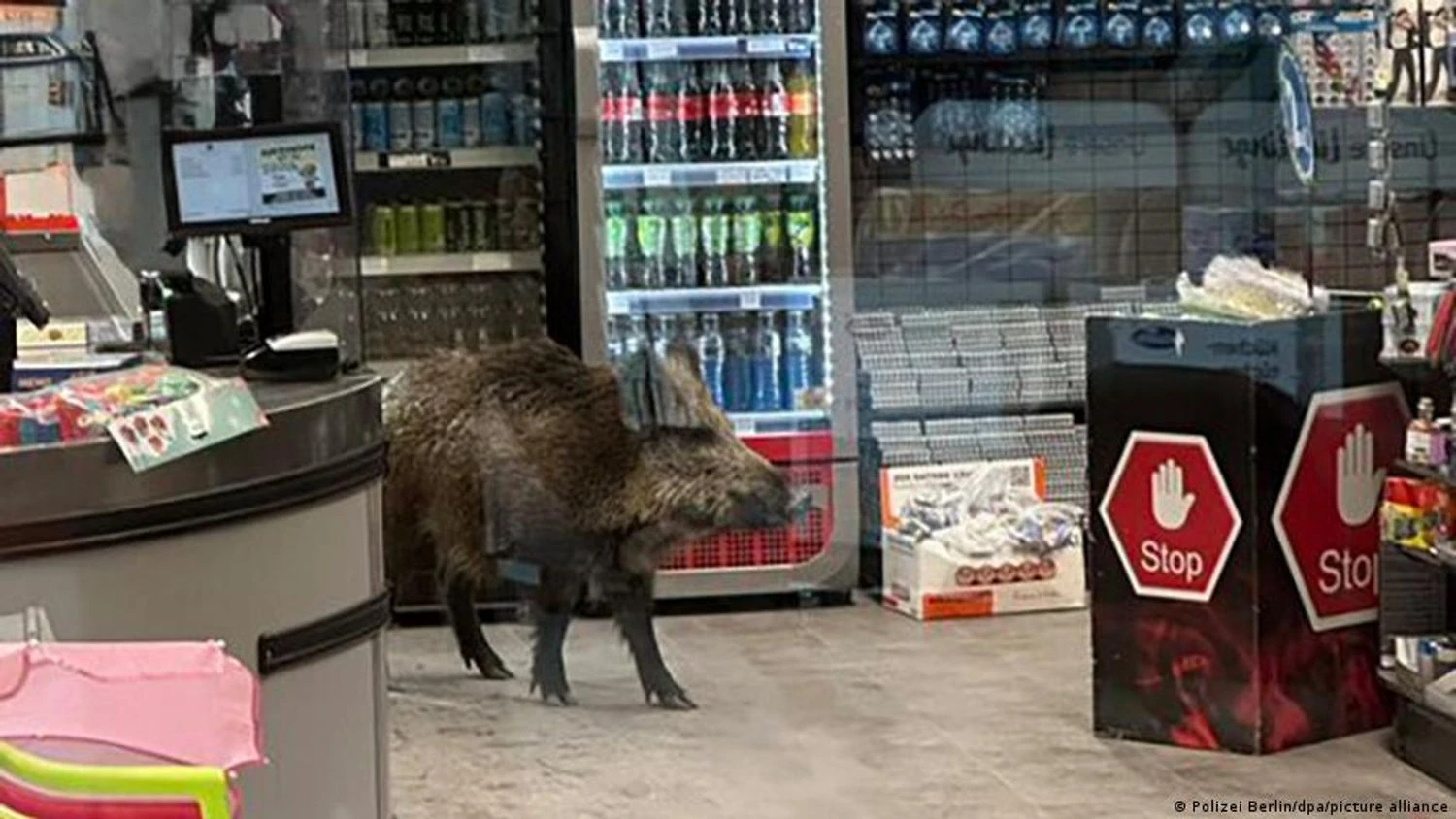 Wild boar runs into shopping mall in Berlin – media
