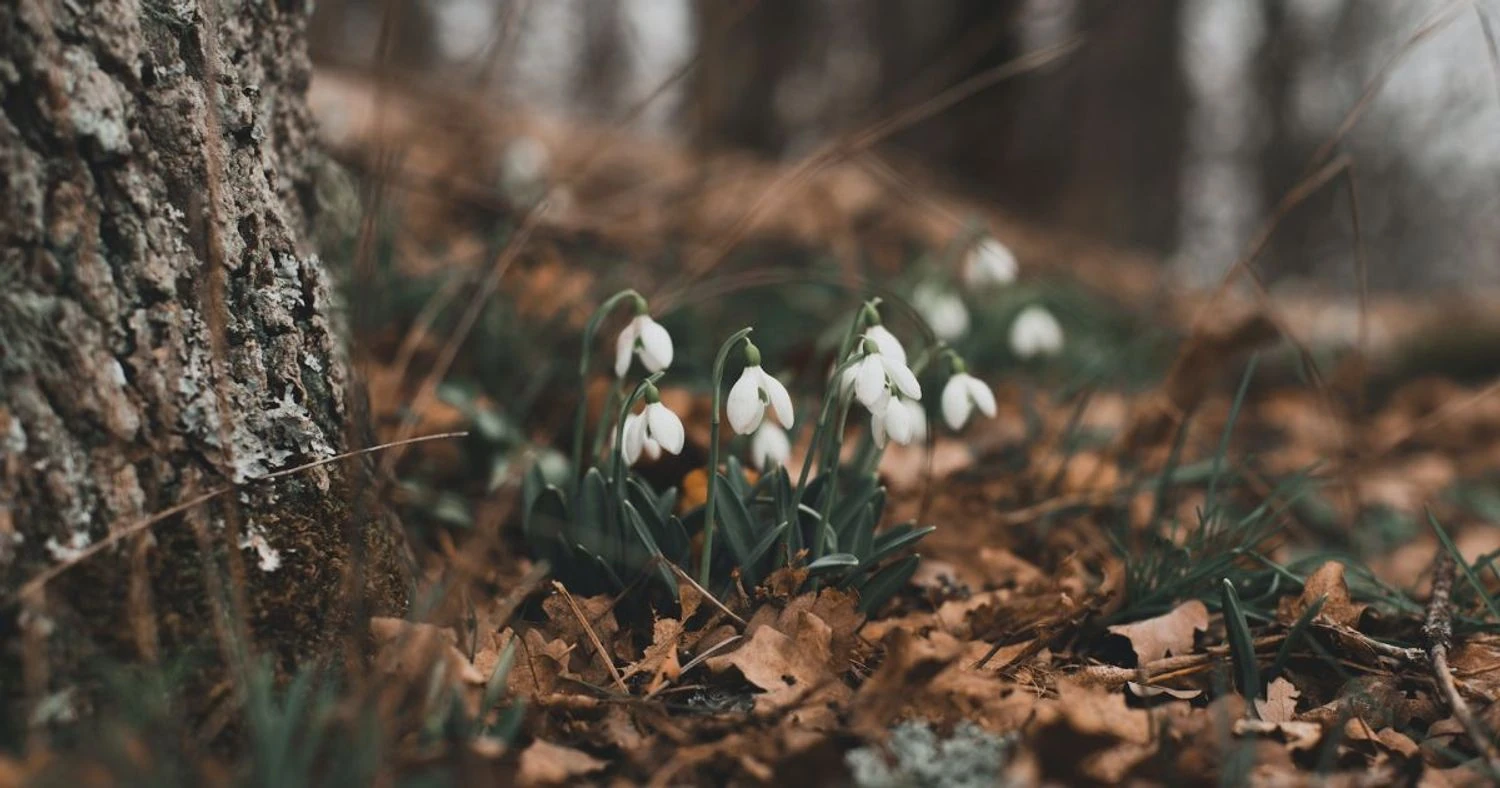 Most regions of Ukraine will have dry weather - forecasters gave a forecast for March 22