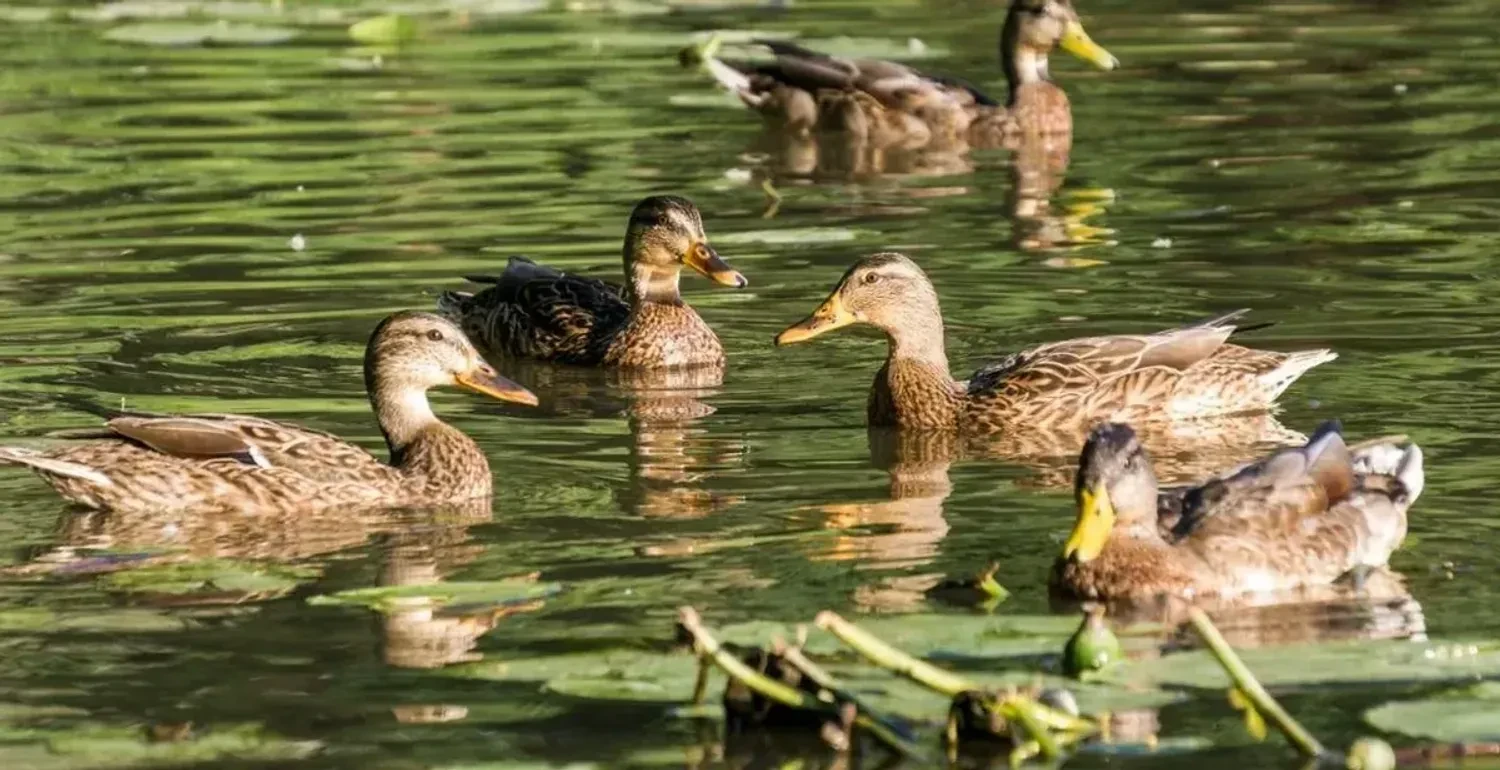 Weather on Saturday will please with no precipitation and warmth - Hydrometeorological Center