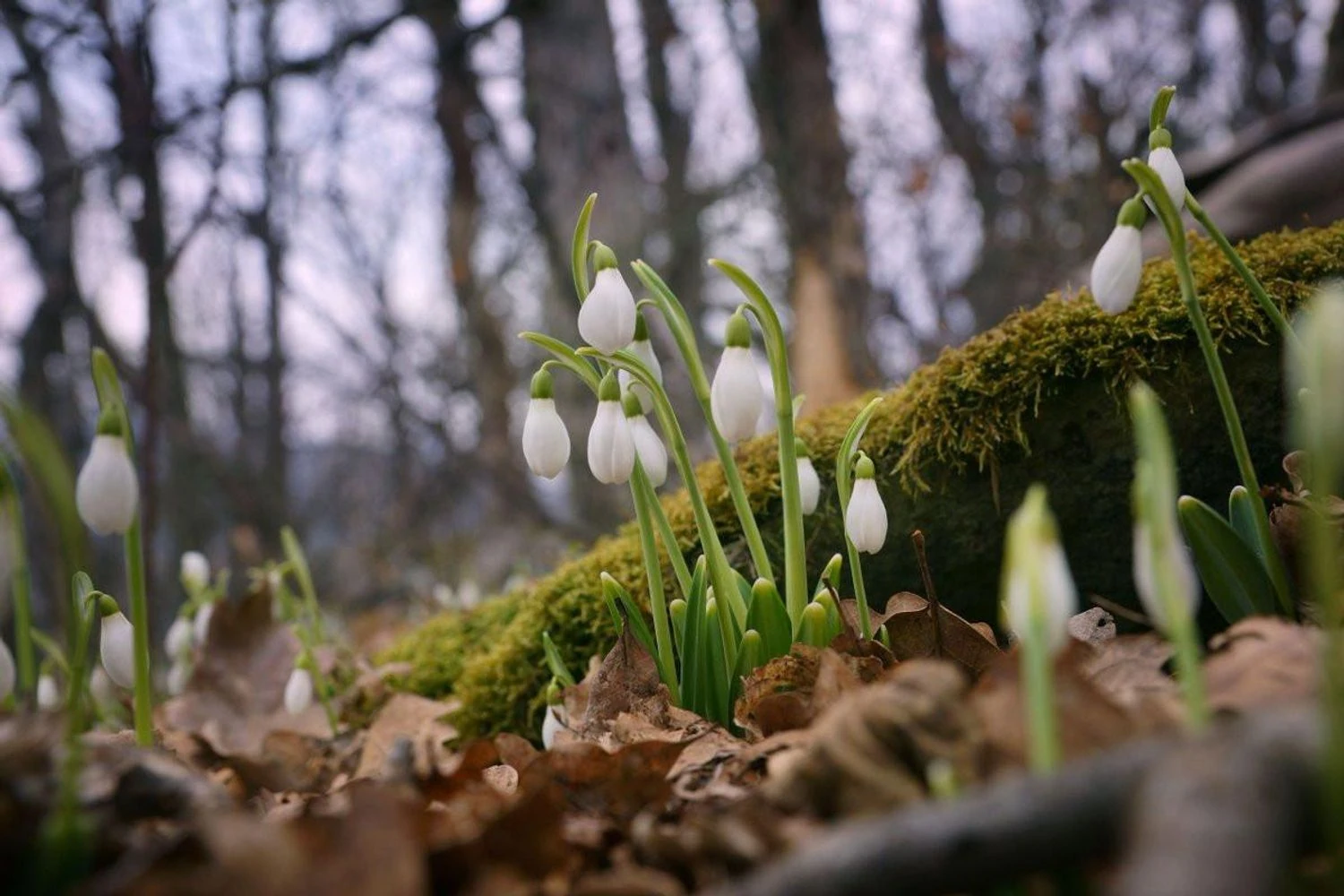 Nights will be frosty, and daytime temperatures up to 15°C: what weather to expect in Ukraine at the beginning of the week