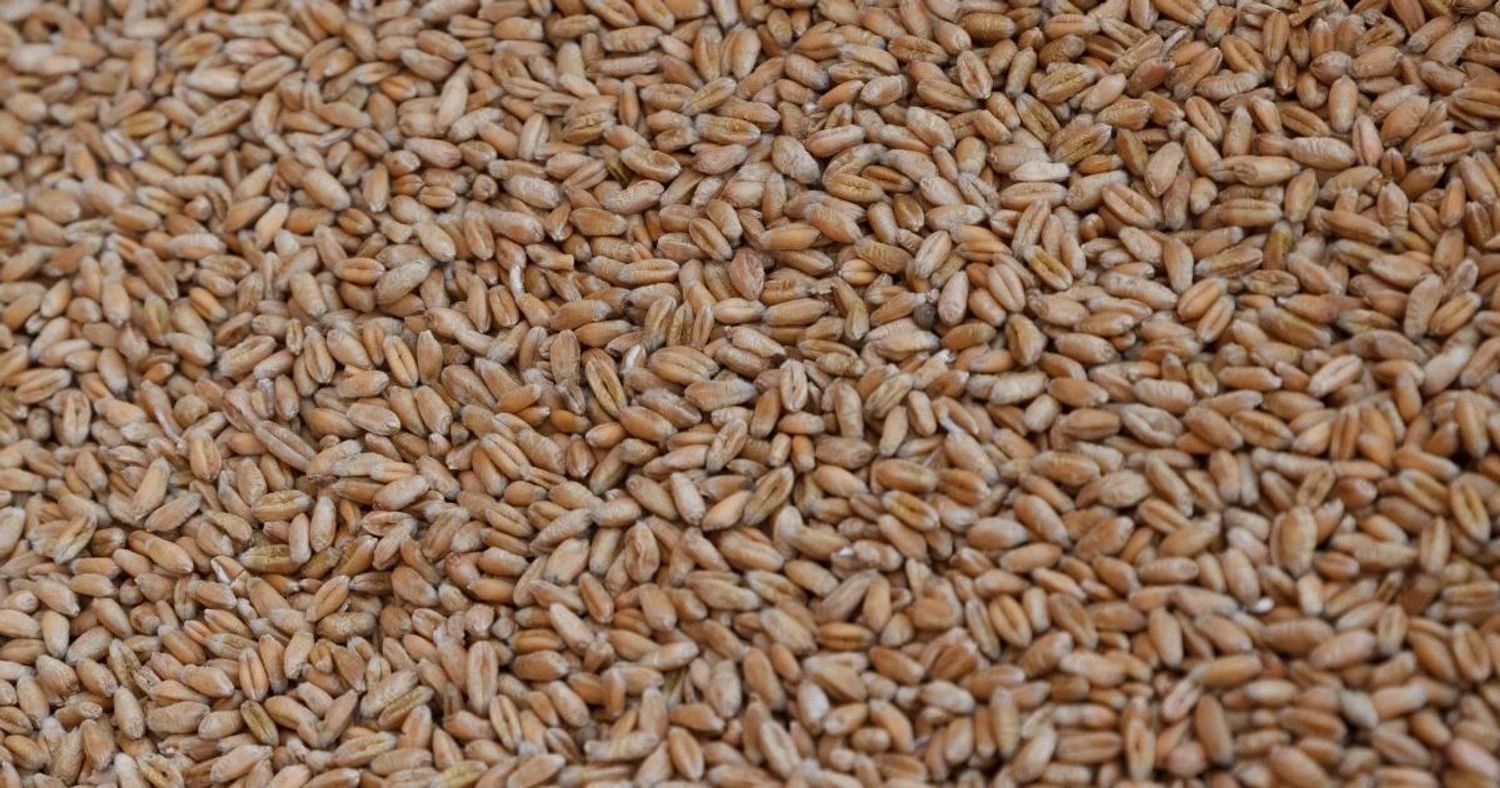 Russia stole 2 million tons of Ukrainian grain last year and sold it in Africa, Asia, and Europe - Sybiha