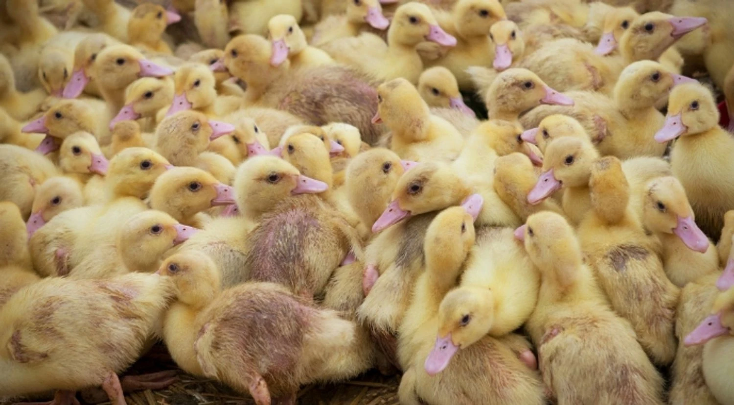 In the Czech Republic, a farm with 10,000 ducks is being liquidated due to bird flu