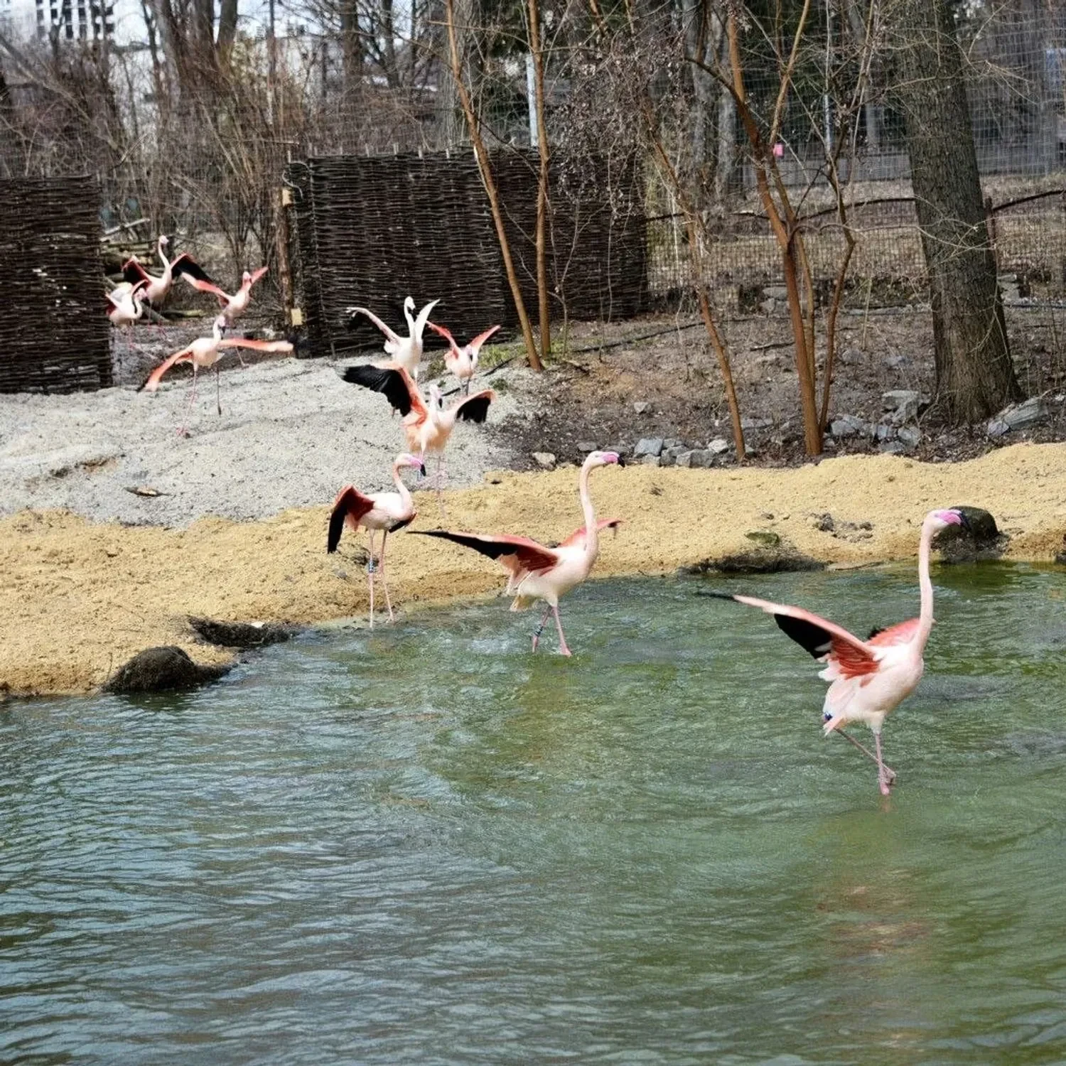 Kyiv Zoo tells how flamingos are recovering after a harsh winter