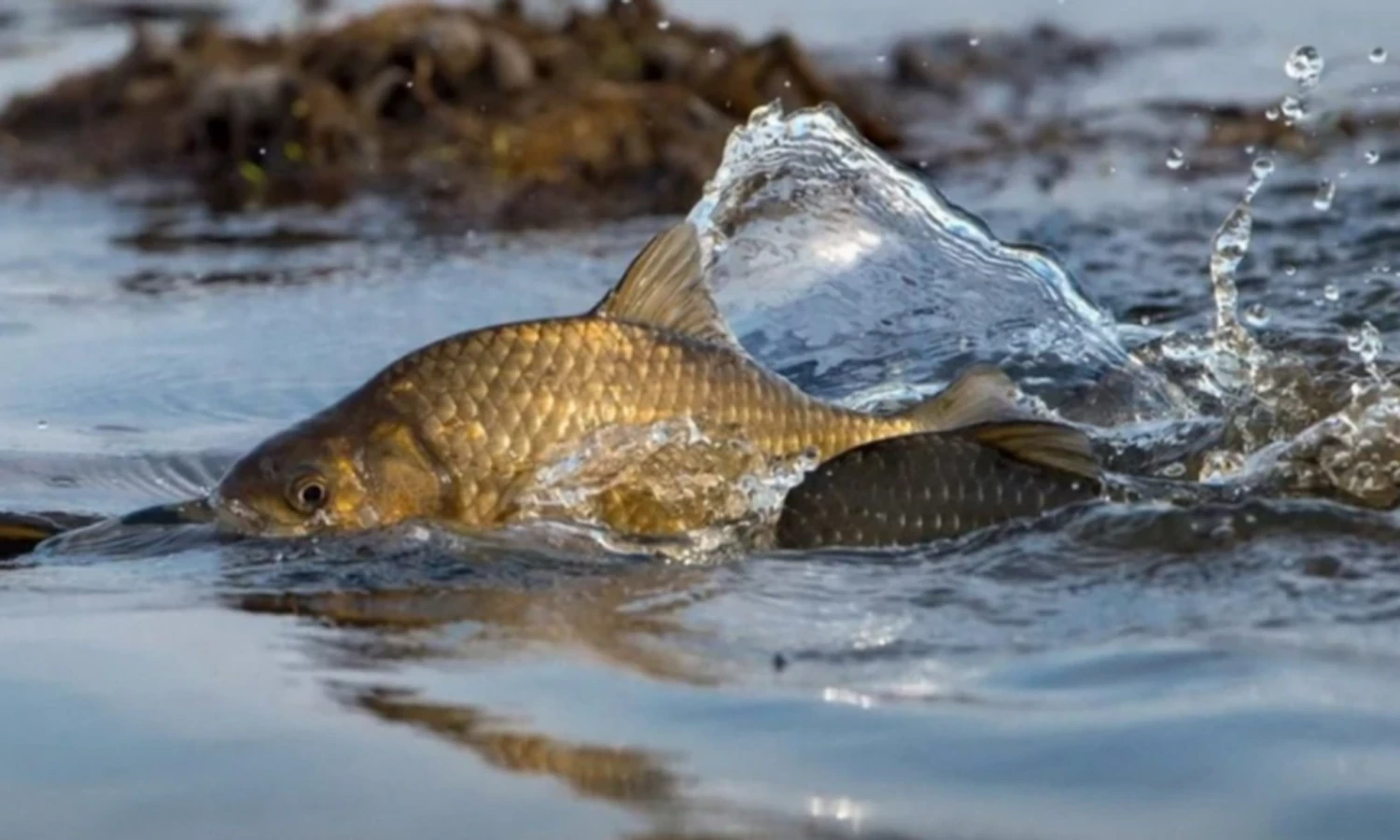 In Ukraine, a spawning ban starts on April 1 - what will change for fishermen