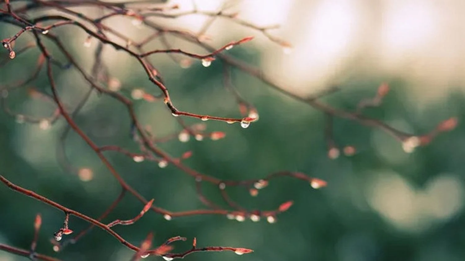 Spring warmth with short-term rains - forecasters gave a forecast for ...