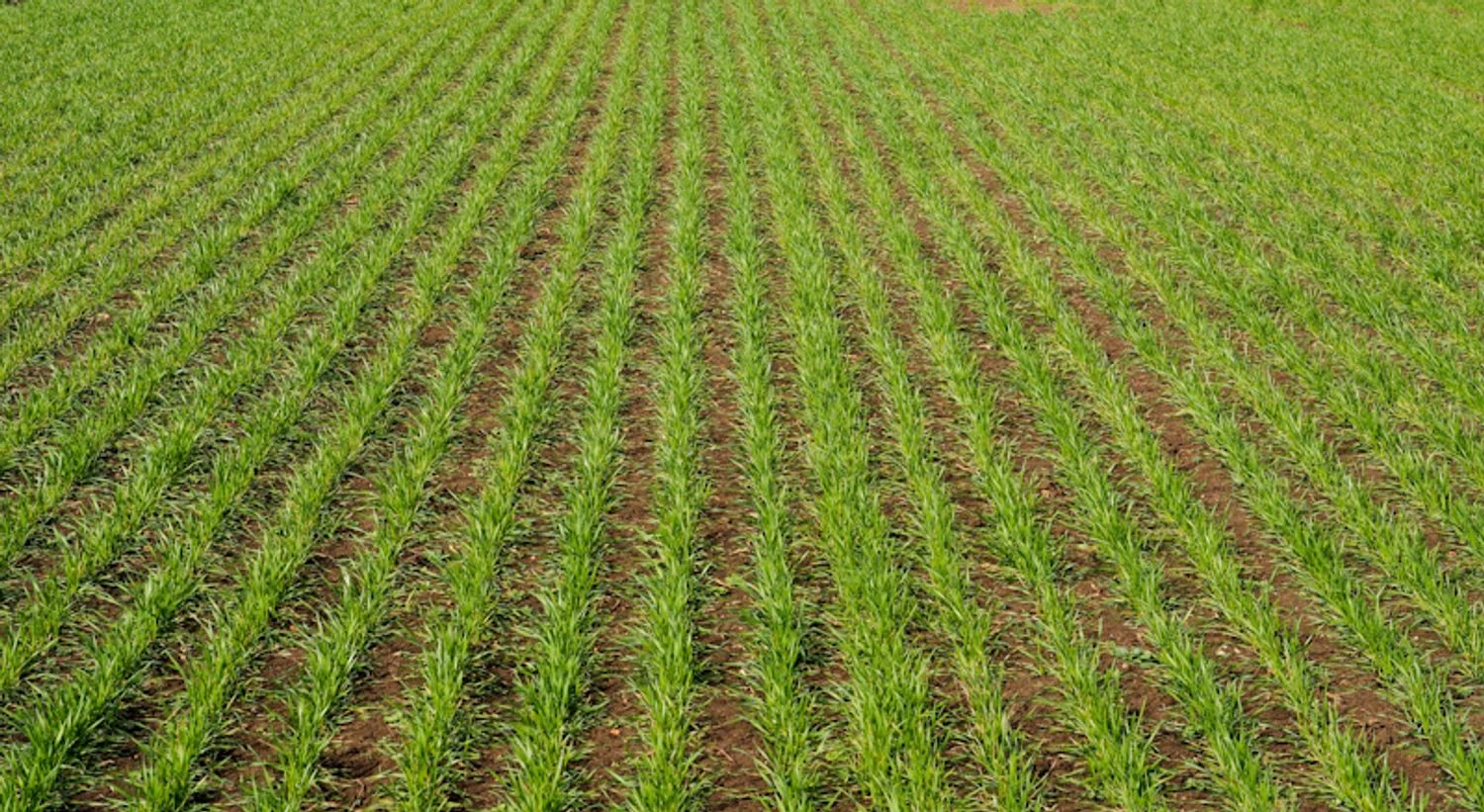 In Ukraine, winter crop damage reaches 12%, stone fruit crops – up to 51%