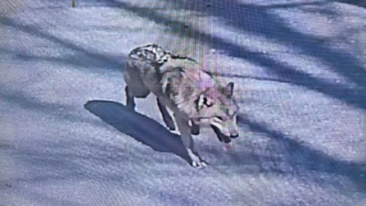 Fugitive wolf caught in South Korea after nine-day search