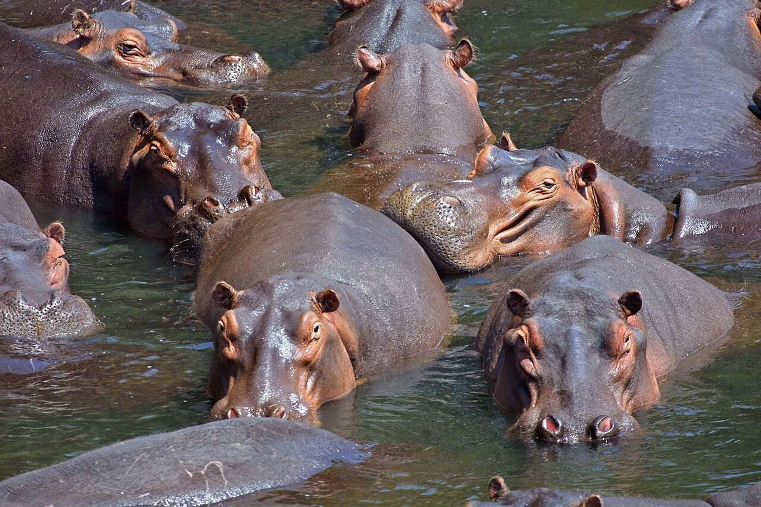Colombia plans to cull Pablo Escobar's 'cocaine hippos' due to ecosystem threat