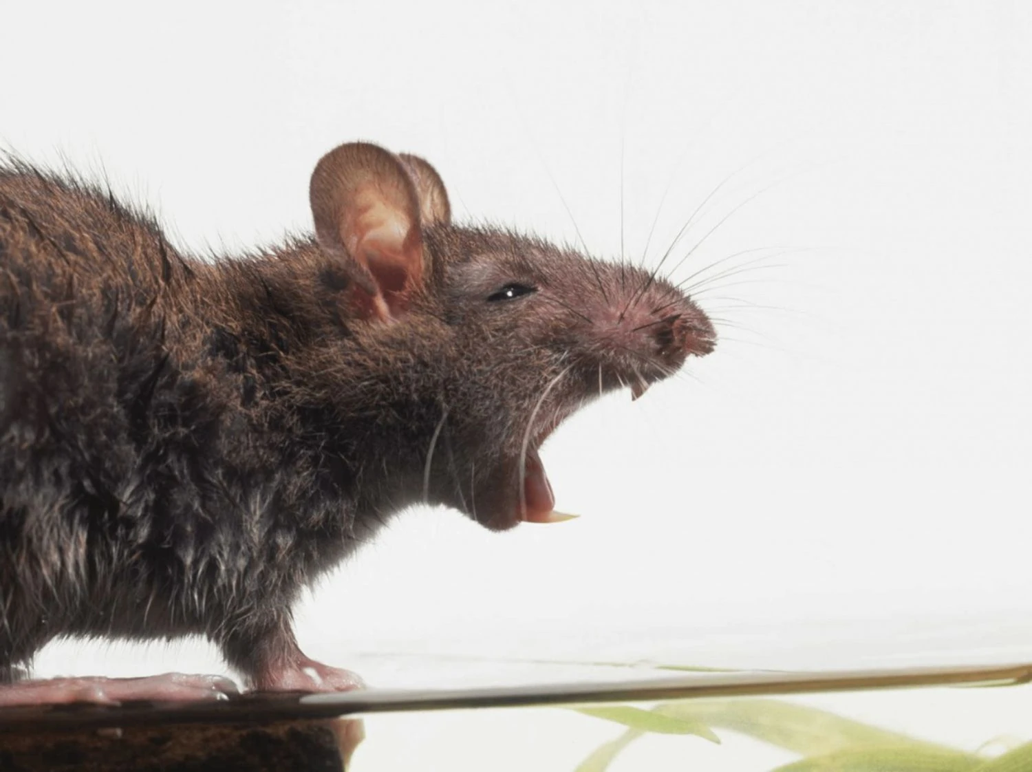 Rat poison found in a jar of HiPP baby food in Austria