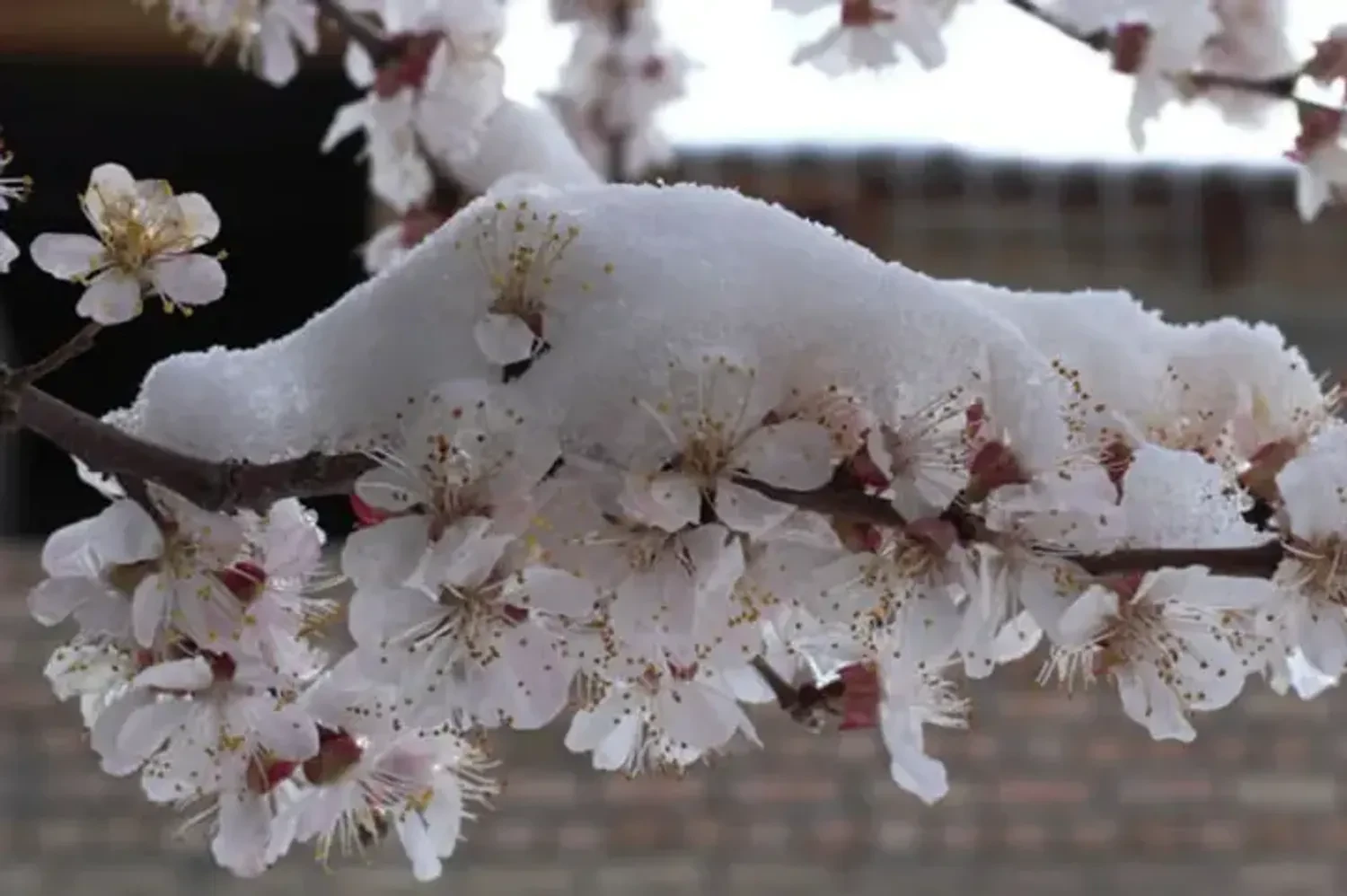 Up to 50% crop losses - how spring frosts will change the stone fruit market in Ukraine