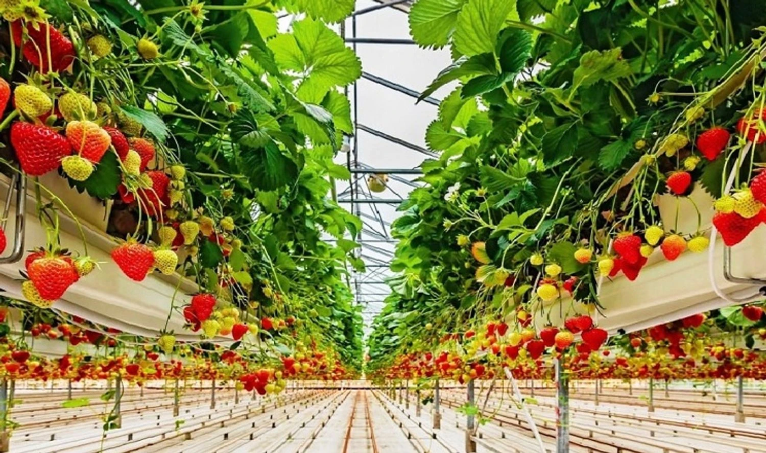 Як отримати грант в аграрці - уряд оновив правила