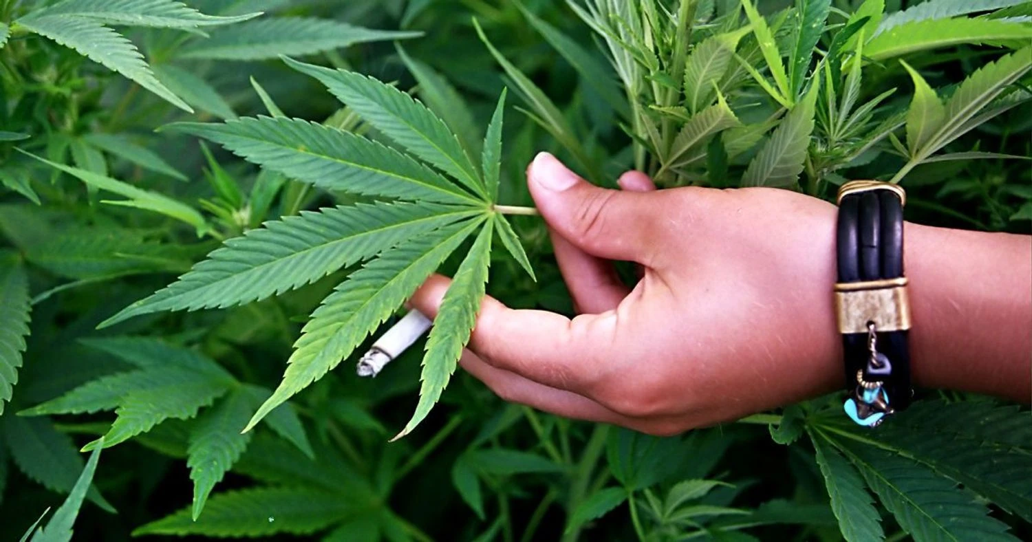 США послаблюють правила щодо марихуани, змінюючи політику вперше за десятиліття